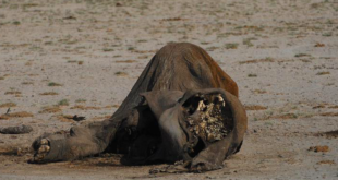 Kenya, la siccità ha ucciso 205 elefanti in 10 mesi