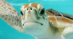 Caretta Caretta la tartaruga marina salvata al Parco dellAsinara