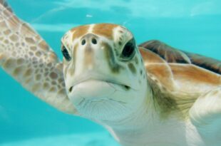 Caretta Caretta la tartaruga marina salvata al Parco dellAsinara