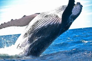 escrementi balena aiutano il clima