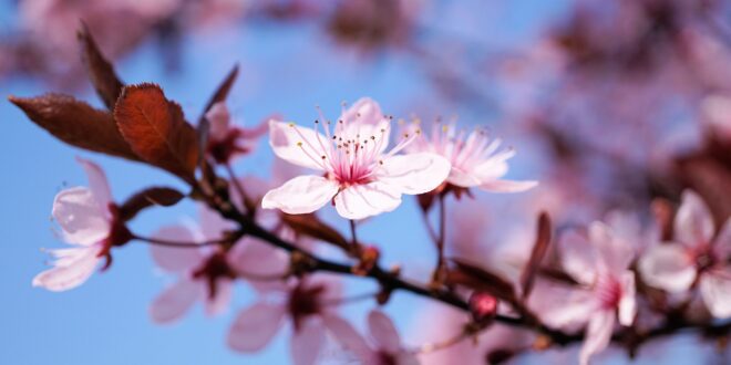 fioritura dei ciliegi anticipata