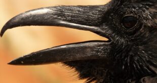 corvo senorbì su crobu maschera