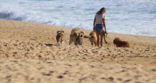 spiaggia cani sinis area dog