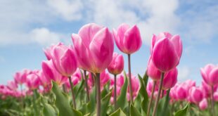 tulipani, Il Giardino di Lu