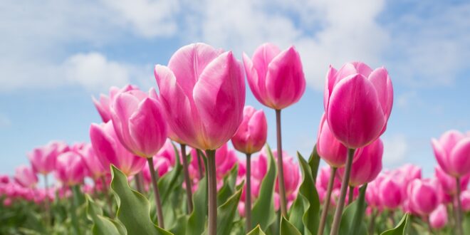 tulipani, Il Giardino di Lu