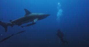 squali balena e il turismo avventuroso