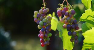 Vini di Sardegna