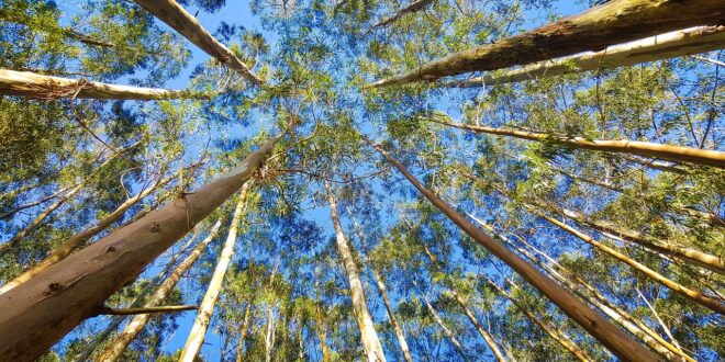 eucaliptus bonifiche sardegna l'Eucalipto Eucalipto